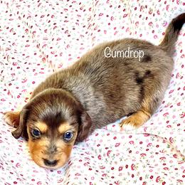 Aussiedoodle, Australian Shepherd, Dachshund, and Miniature Australian Shepherd Puppies from Bline’s Awesome Aussies at the Bline Family Farm