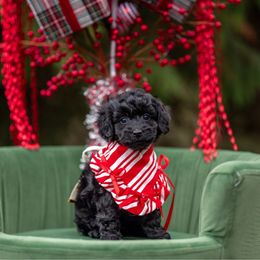 Berlioz - Black male Cockapoo puppy in Deming, Washington from Heavenly Puppies to Love