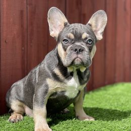 French Bulldog Puppies from Xklusive frenchies