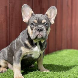 French Bulldog Puppies from Xklusive frenchies