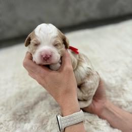 Red Boy - Merle male Bernedoodle puppy in Lacey’s Spring, Alabama from Daisy's Doodles