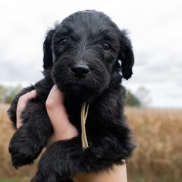 Sheepadoodles from Bitler Family Puppies