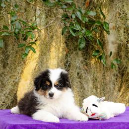 Peppermint - Black tri-color male Australian Shepherd puppy in Alma, Georgia from Epiphany Australian Shepherds
