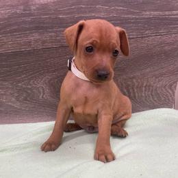 Bear - Red male Miniature Pinscher puppy in Lancaster, Missouri from White Stone Ranch