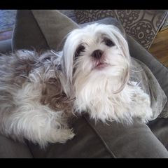 BELL - Shichon