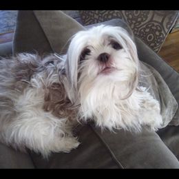 BELL - Shichon