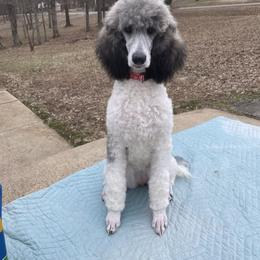 Willow - Poodle