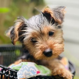 Yorkshire Terrier puppies from Celestial Family Terriers