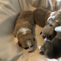 Pembroke Welsh Corgi Puppies from Winterflower Corgis
