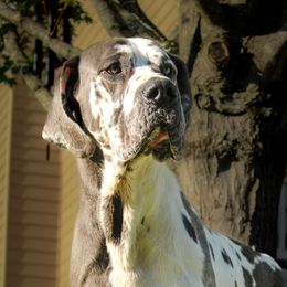 Great Danes from Diamond Danes of Atlanta