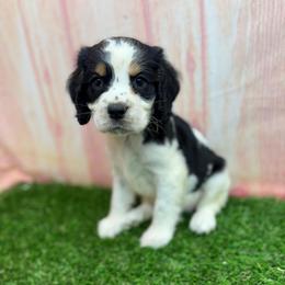 Remi - Black white and tan female English Springer Spaniel puppy in Rogers, Ohio from StoneyBrook Setters