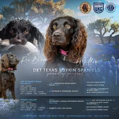 Boykin Spaniel Puppies from D&T Boykin Spaniels