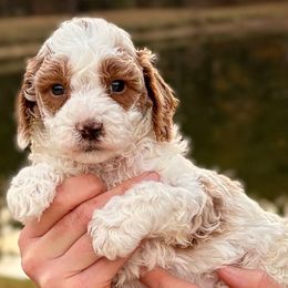 Spot - Blenheim male Cavapoo puppy in Newville, Alabama from Southeast cavapoos