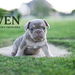 ROWEN 5000 - Tricolors male French Bulldog puppy in Blue Ridge, Texas from Beason’s HomeGrown Frenchies