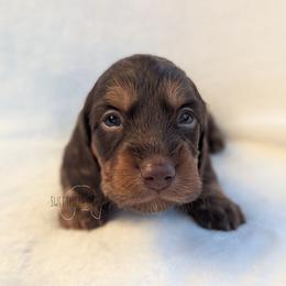 Choco - Chocolate and tan male Dachshund puppy in San Diego, California from Sweetheart Doxies LLC