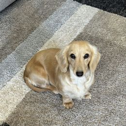 Porsche - Dachshund