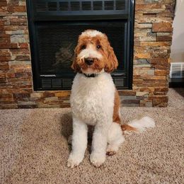 Marshal - Australian Labradoodle