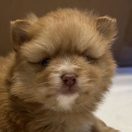 Pomeranians from Sheree’s Pomeranians