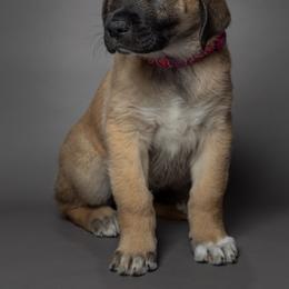 Anatolian Shepherd Dog Puppies from Fiddler’s Dream Anatolians