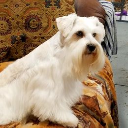Sundance - Miniature Schnauzer