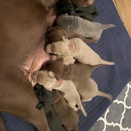Dilute Retriever Puppies from Weathervane Labs