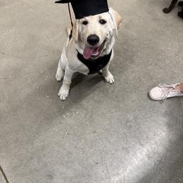 Labrador Retriever All Grown Up from Black Bell Labrador Retrievers