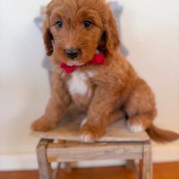 Royal - Red  male Goldendoodle puppy in Waterford, California from Alvdoodles