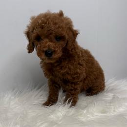 Leo - Red  male Poodle puppy in Miami, Florida from Maria's Pups