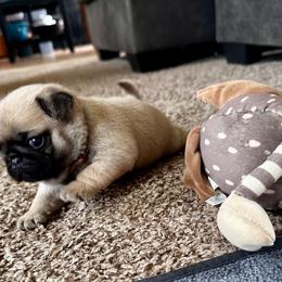 Brown - Fawn male Pug puppy in Baylis, Illinois from Cameo's Pugs