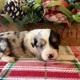 Adios - Blue merle male Aussiedoodle puppy in Charleston, Arkansas from Lazy S Aussies