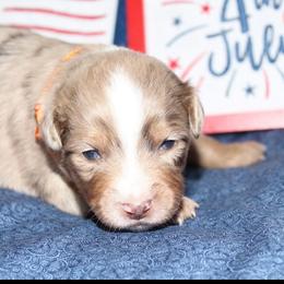 Yankee - Red merle male Miniature Australian Shepherd puppy in Kissee Mills, Missouri from Clinkenbeard Kennel