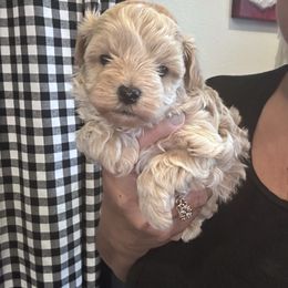 Sir Pierce - Apricot male Maltipoo puppy in Southern,, California from Maltipoo Tiny Pups & More