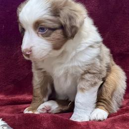 Gimmik - Red merle male Miniature American Shepherd puppy in Rindge, New Hampshire from Lil' Bit Aussie