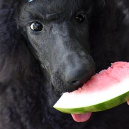 Poodles from Endeavor Standard Poodles