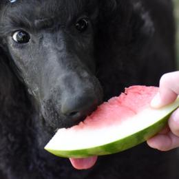 Poodles from Endeavor Standard Poodles