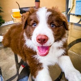 Border Collie Puppies from Titanya Walker