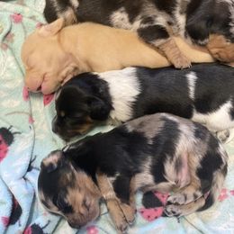 Dachshund Puppies from Yellowstone Dachshunds