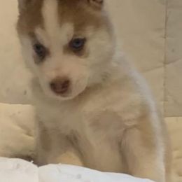 Siberian Husky Puppies from Morgan's Siberian Huskies