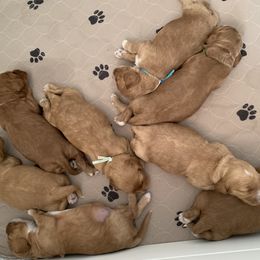 Cockapoo Puppies from ApplebyFarm