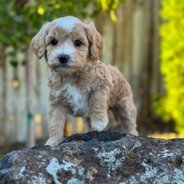 Radar - Cream male Goldendoodle puppy in Twin Falls, Idaho from Magic Valley Family Doodles
