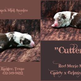 Cutter - Red merle male Australian Shepherd puppy in Ranger, Texas from Outback Mini Aussies