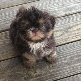 Shih Tzu Puppies from Marlene Kenney's Shih Tzus