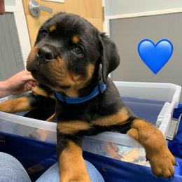 Blue collar - Black and tan female Rottweiler puppy in Cleveland, Tennessee from Thomas Rotts
