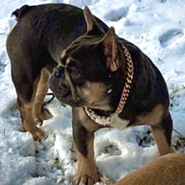 Smurf - French Bulldog