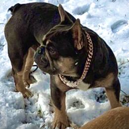 Smurf - French Bulldog