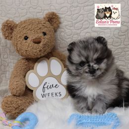 Kiwi - Blue merle male Pomeranian puppy in Concord, California from Eelan’s Poms