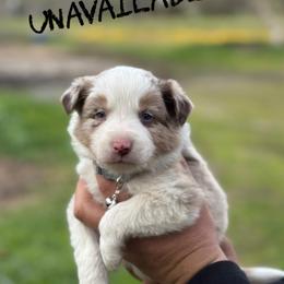Jake - Red merle male Border Collie puppy in Sanger, California from Flying M Cactus Ranch Buddies