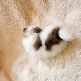 Pomeranian Puppies from Deborah's Darlings