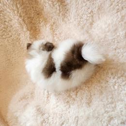 Pomeranian Puppies from Deborah's Darlings