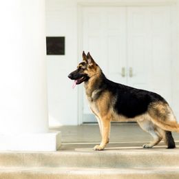 German Shepherd All Grown Up from John Moyle